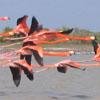 Flamingos in the Mayan World
